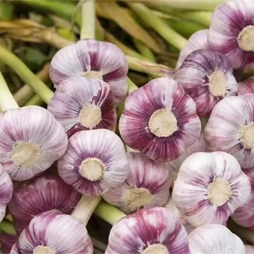 Garlic