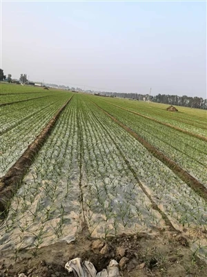 The New Round Of Garlic Is Growing Well At Present!