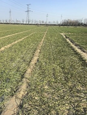 Garlic Is Getting Through The Winter