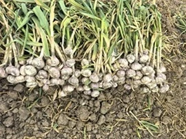 The New Garlic Is Coming