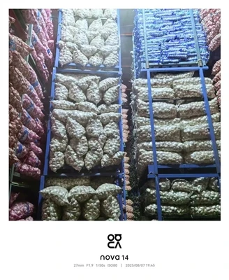 All The Garlic Have Been Put in The Storage(2025)