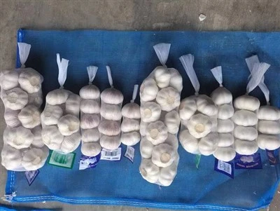 5.5cm Garlic