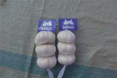 Fresh Raw Garlic