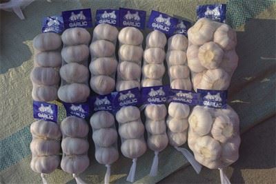 Freshly Picked Garlic