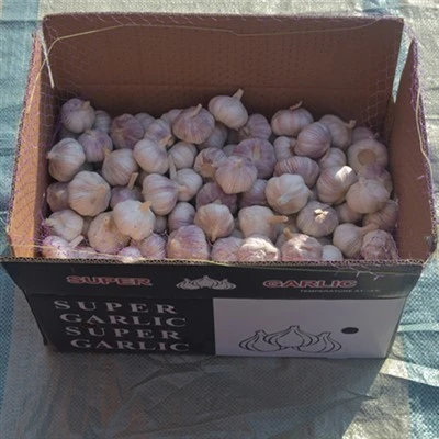 10kg Bulk Garlic