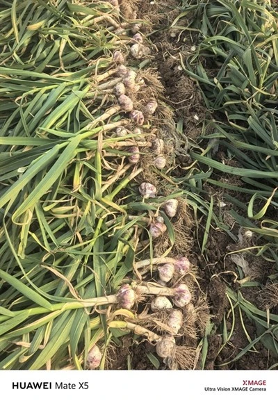2026 New Fresh Garlic