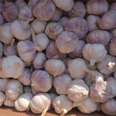 Bulk Fresh Garlic