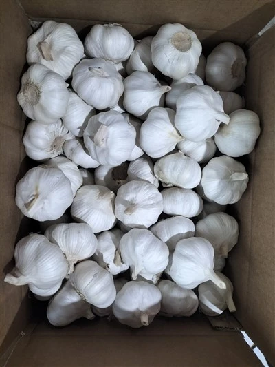 Fine Garlic in Carton