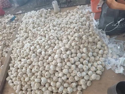 Fine Garlic
