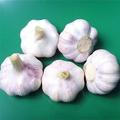 Fresh Organic Garlic