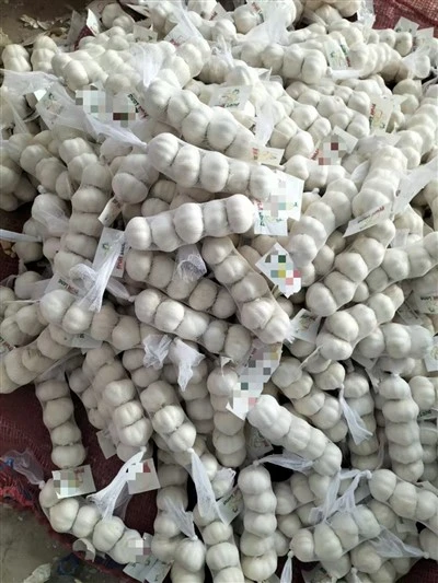 Mesh Pocket Garlic 5p
