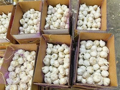 Nice Bulk Garlic