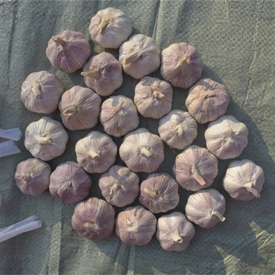 Purple Garlic