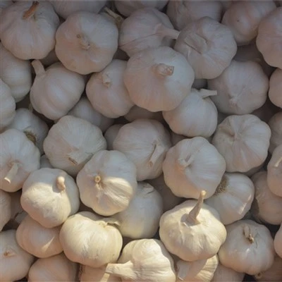 White Garlic